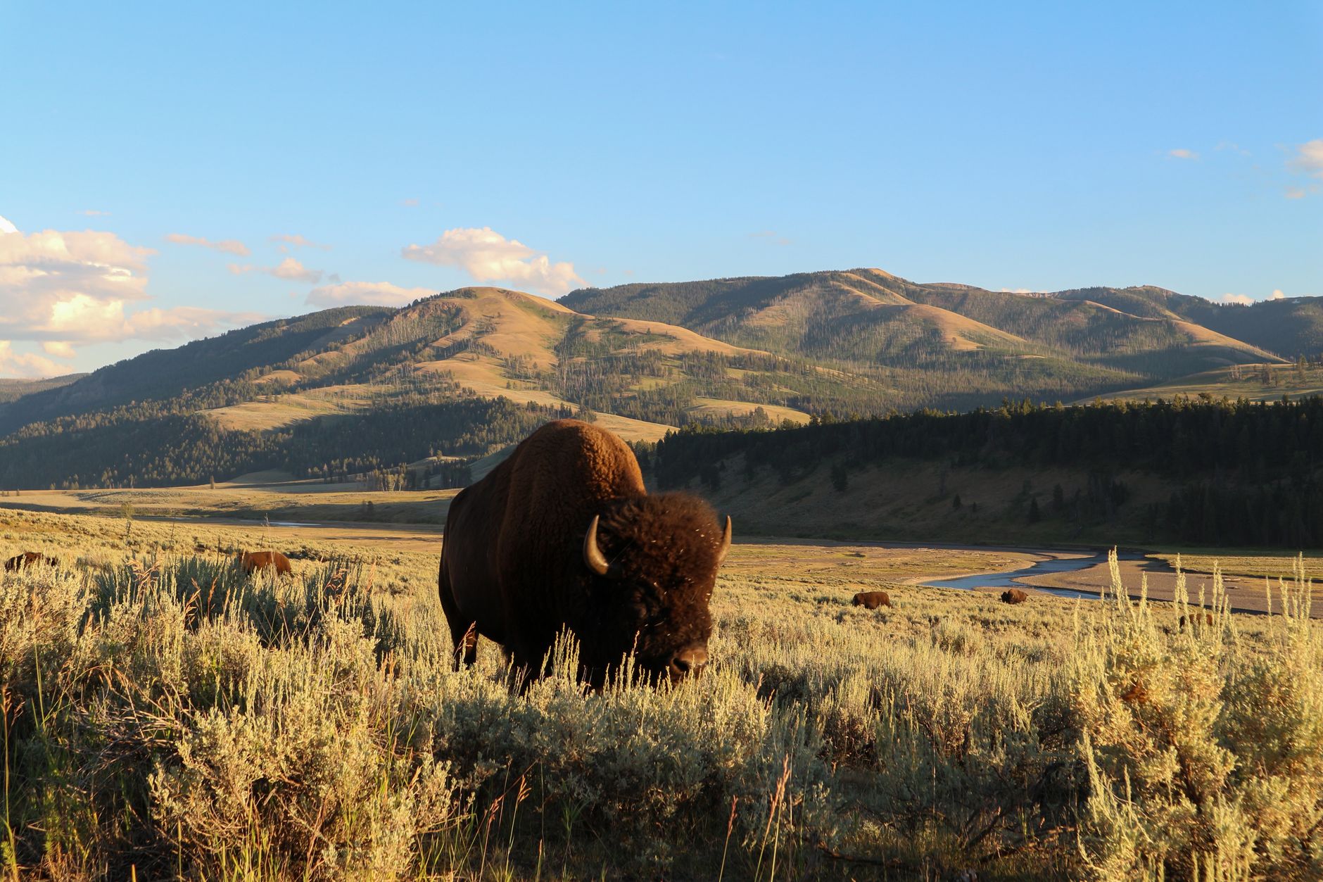 Multi-Day Yellowstone Group Travel