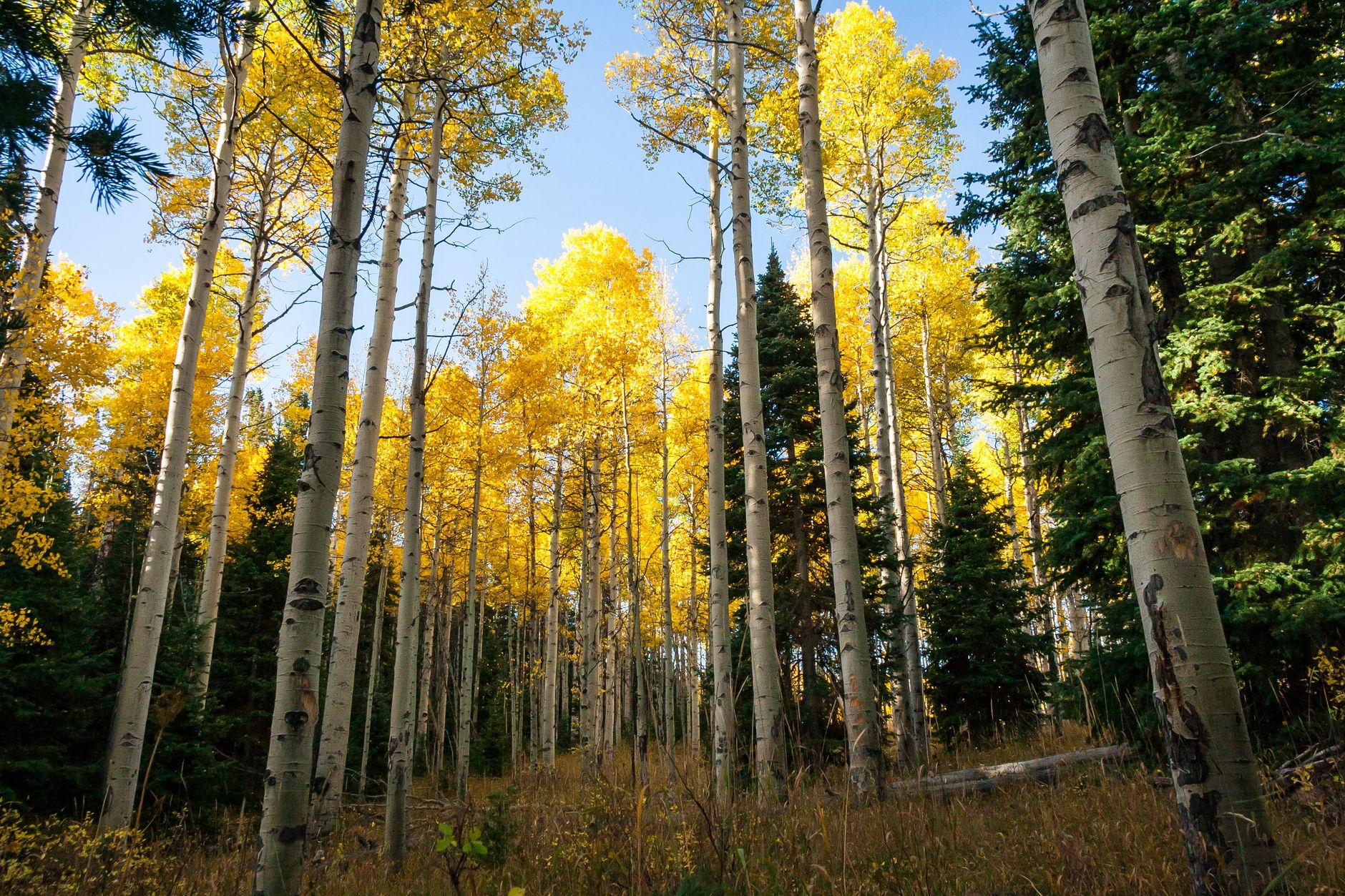 Denver, CO to Aspen, CO - US Bus Trips